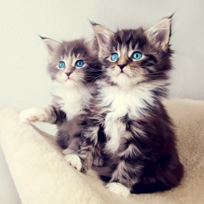 How to Get the Rarest Kitties in Neko Atsume ...
