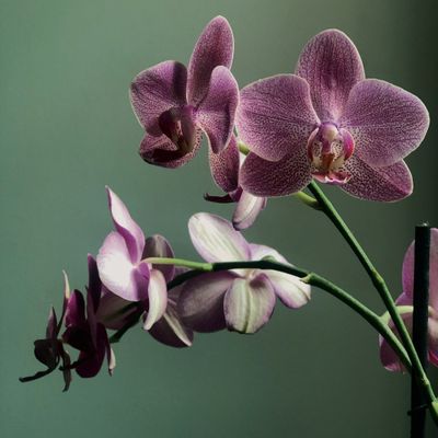 7 Tips for Caring for Phalaenopsis Orchids ...